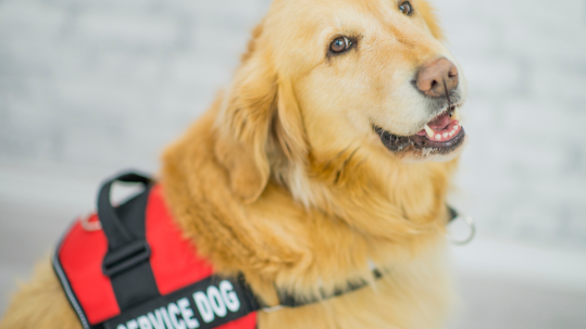 A golden retriever is sitting and wearing a red and black vest that says "Service dog"